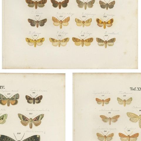 Set of 5 Antique Prints of Various Butterflies and Moths by Ramann, circa 1870, close-up 2