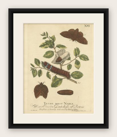 Moth Lifecycle and Host Plant, Engraved and Hand-Colored, 1713, shown framed