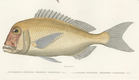 Hand-Colored Print of Soldierfish and Bluefin Seabream, Paris 1846, close-up 3