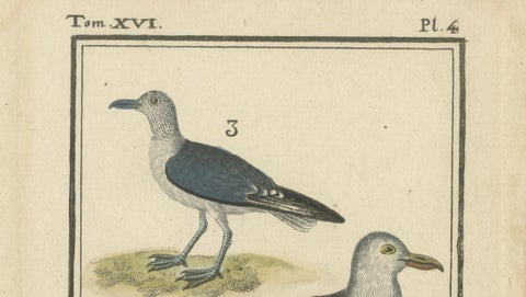 Three Gull Species, Hand-Colored Buffon Bird Engraving, Original 18th Century, close-up 1