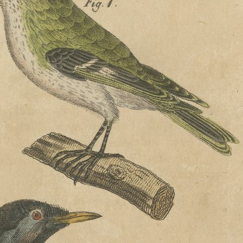 Goldcrest and Firecrest with Songbirds, Antique Bertuch Print, circa 1820, close-up 6