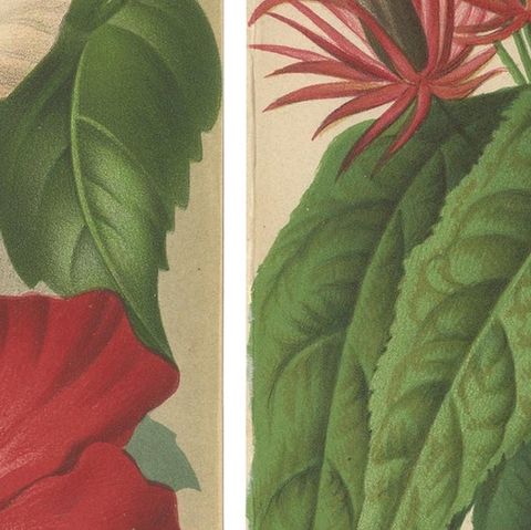 Set of 2 Antique Botany Prints, Hibiscus Rosa-Sinensis, Pavonia 'circa 1890', close-up 2