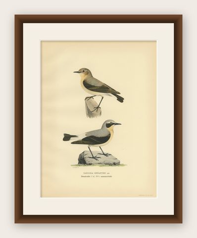 Antique Bird Print of the Northern Wheatear by Von Wright, 1927, shown framed