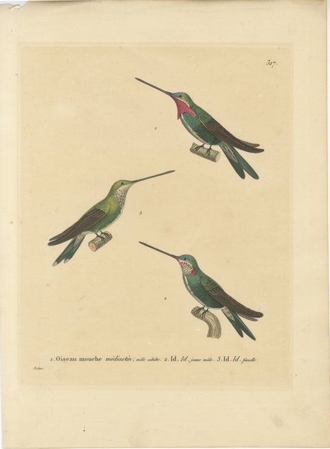 Hummingbird Illustrations: Adult, Young Male, and Female by Huet & Prêtre, 1838, view 2