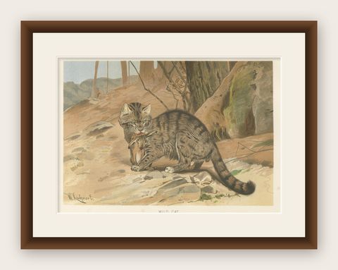 Wild Cat, Antique Zoological Print, Victorian Mammal Illustration, 1894, shown framed