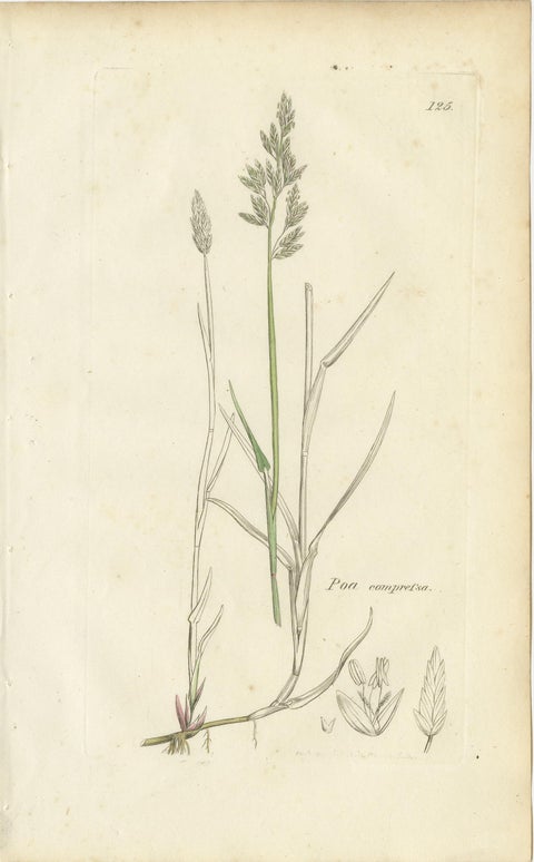 Set of 8 Antique Botanical Prints, Poa Grasses: Meadowgrass & Bluegrass ca.1830, view 6