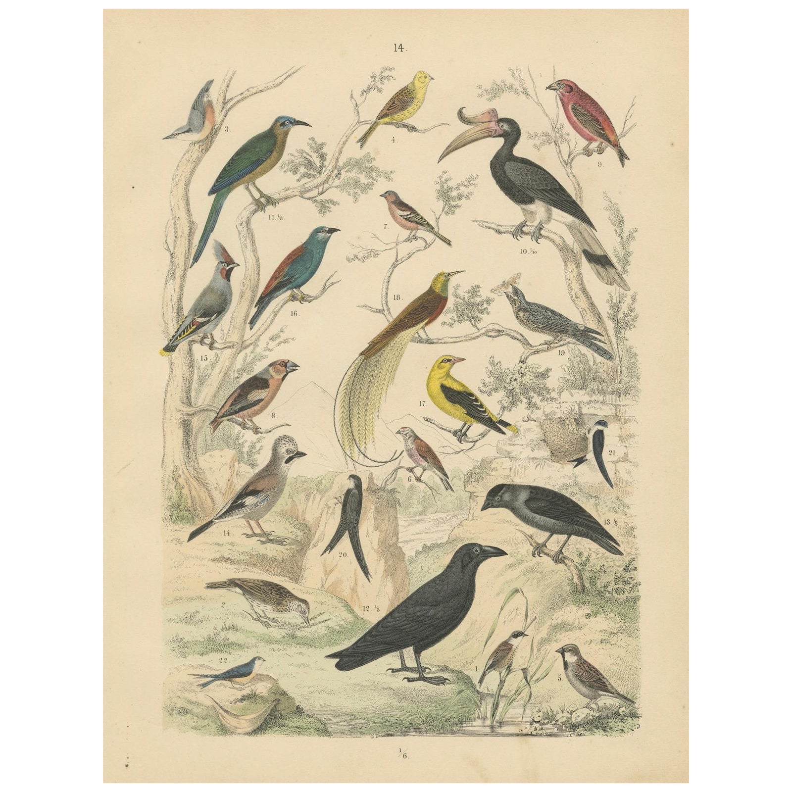 Songbirds & Tropical Birds Print: Hornbill, Bee-eater, Crow, Antique 1867