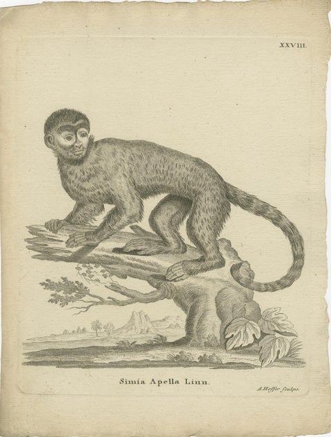 Antique Engraving of a Capuchin Monkey (Simia apella Linn.), A. Hoffer, ca.1800, view 2