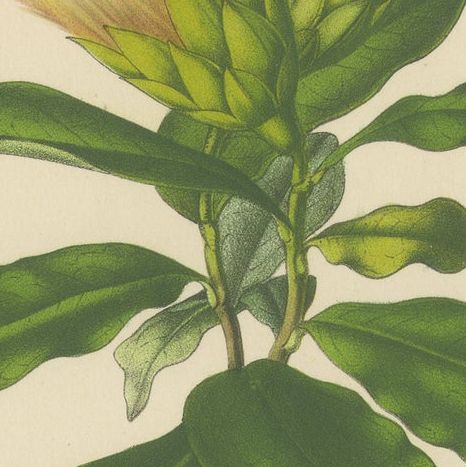 Golden Fleece: Old Vibrant Botanical Illustration from Van Houtte's Collection, close-up 3