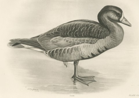 White-fronted Goose Standing in Shallow Water after Lilian Medland, c. 1909, close-up 1