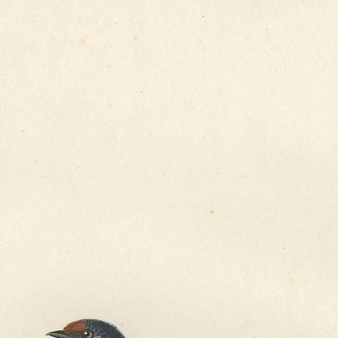 Antique Bird Print of the Cave Swallow by Vieillot, '1807', close-up 1