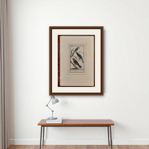 Antique Bird Print of Various Parrot Species by Buffon, 1787, shown framed on a wall