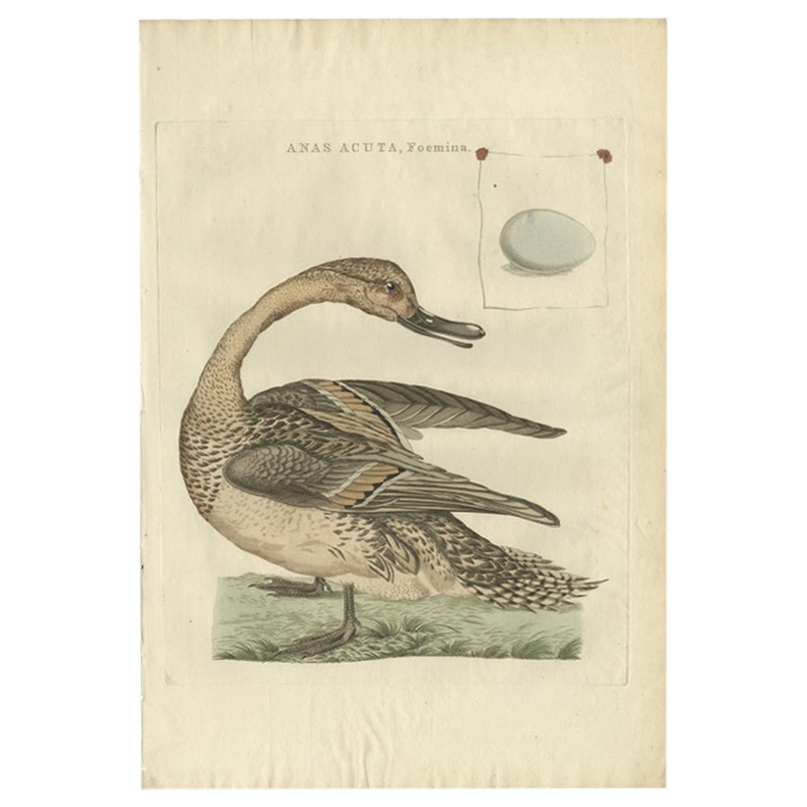 Anas acuta foemina, Northern Pintail Female with Egg by Nozeman & Sepp, 1789