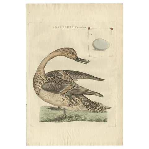 Anas acuta foemina, Northern Pintail Female with Egg by Nozeman & Sepp, 1789