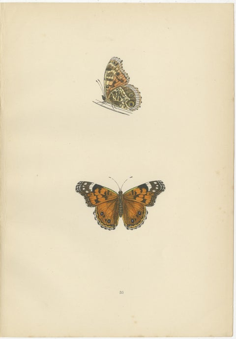 Wings of Elegance: A Victorian Exploration of British Butterfly Splendour, 1890, view 3