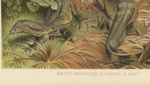 Water Monitors Robbing a Nest, Antique Reptile Wildlife Print, 1895, close-up 3