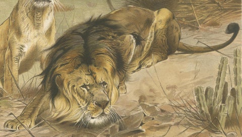 Lion and Lioness, Antique Big Cat Print, Victorian Natural History 1894, close-up 2