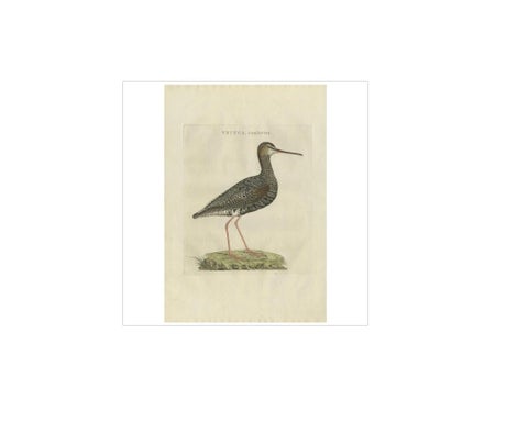 Antique Bird Print of the Spotted Redshank by Sepp & Nozeman, 1797, view 2