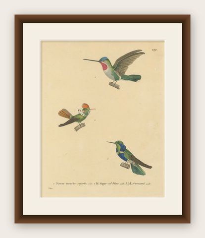 Ornithological Illustration of Hummingbirds by N.Huet and J.G.Prêtre, 1838, shown framed