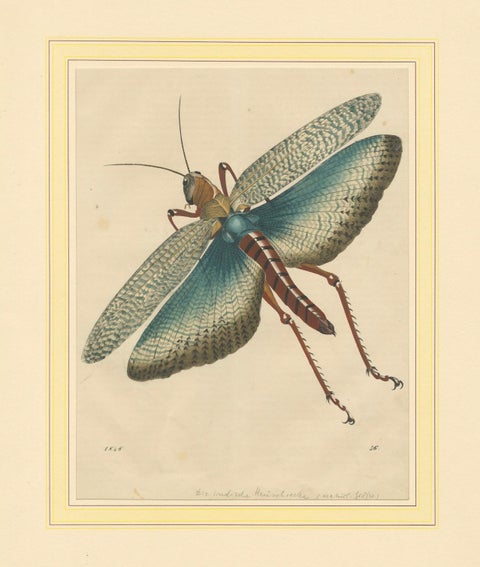 1848 Hand-Coloured Lithograph of the Large Indian Grasshopper, close-up 3