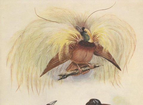 Antique Print of the Greater Bird of Paradise & the Bare-Headed Little King, view 2