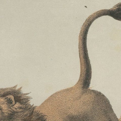 Antique Print of a Lion Attack published circa 1865, close-up 1
