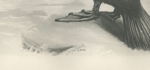 Shag, Antique Bird Print after Lilian Medland, circa 1909, close-up 1
