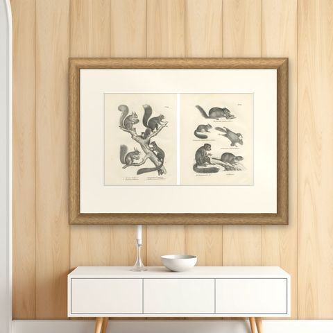 Antique Lithographs of Squirrels & Flying Squirrels, 19th Century, shown framed on a wall