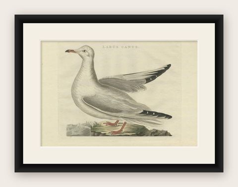 Antique Bird Print of the Common Gull by Sepp & Nozeman, 1797, shown framed