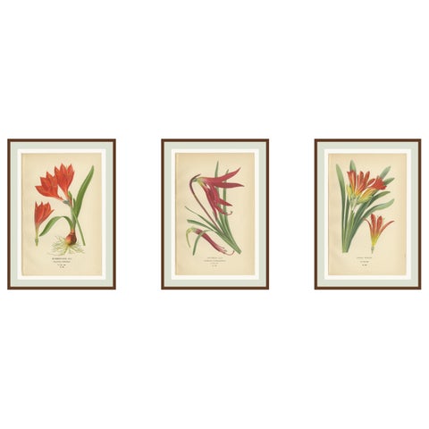 Scarborough Lily, Jacobean Lily & Clivia, Antique Chromolithographs 1897
