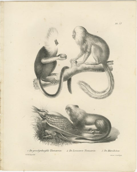 Golden-crested, Lion Tamarin & Lemur Species, Lithographs by C.C. Last, 1836, view 2