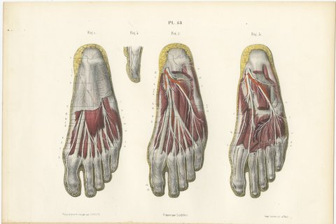 The Sole of the Foot in Four Layers, Antique Hirschfeld Anatomy Print, 1866, view 2
