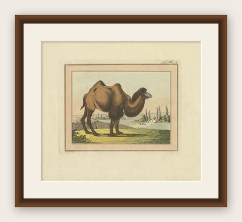 Antique Print of a Camel by Geissler, 'c.1820', shown framed