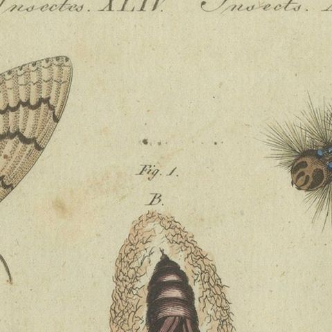 Life Cycle of Moths and Caterpillars: Stages of Transformation, Bertuch, 1805, close-up 5