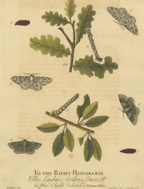 English Moths on Oak & Elm, Hand-Colored Entomology Engraving, Albin 1720, view 10