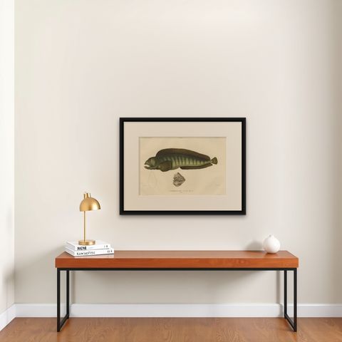 Stunning Hand-Colored Antique Print of the Atlantic Wolffish or Devil Fish, 1842, shown framed on a wall