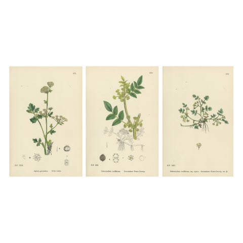 Hand-Colored Botanical Engravings of Wild Celery & Water-Parsnip Varieties, 1902