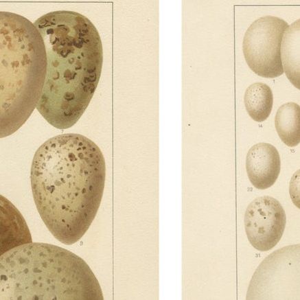 European Bird Eggs Lithographs, Set of Two, Meyers Konversations-Lexikon, 1890s, close-up 1