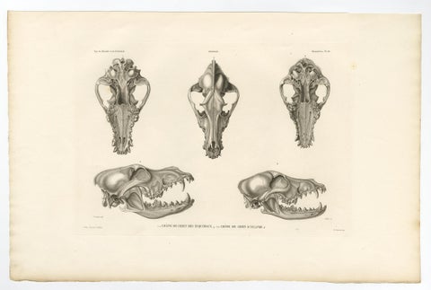 Rare Engraved Prints of Skulls of an Eskimo Dog and The Icelandic SheepDog, 1842, view 2
