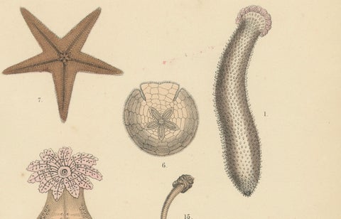 Echinoderms Print: Starfish, Sea Urchins, Brittle Stars, Sea Cucumbers, 1867, close-up 3