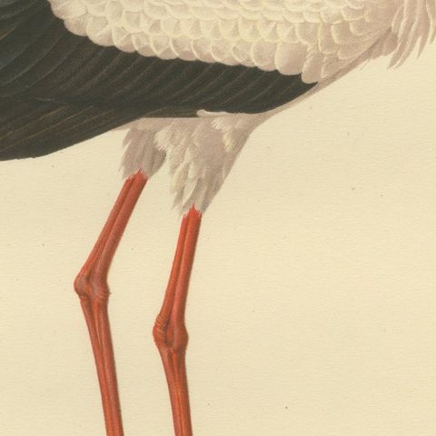 Antique Scandinavian Bird Lithograph, White Stork, Svenska Fåglar 1929, close-up 6