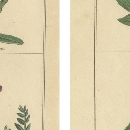 Pair of Rare 1836 Botanical Flower Prints by B. Maund, London, close-up 1