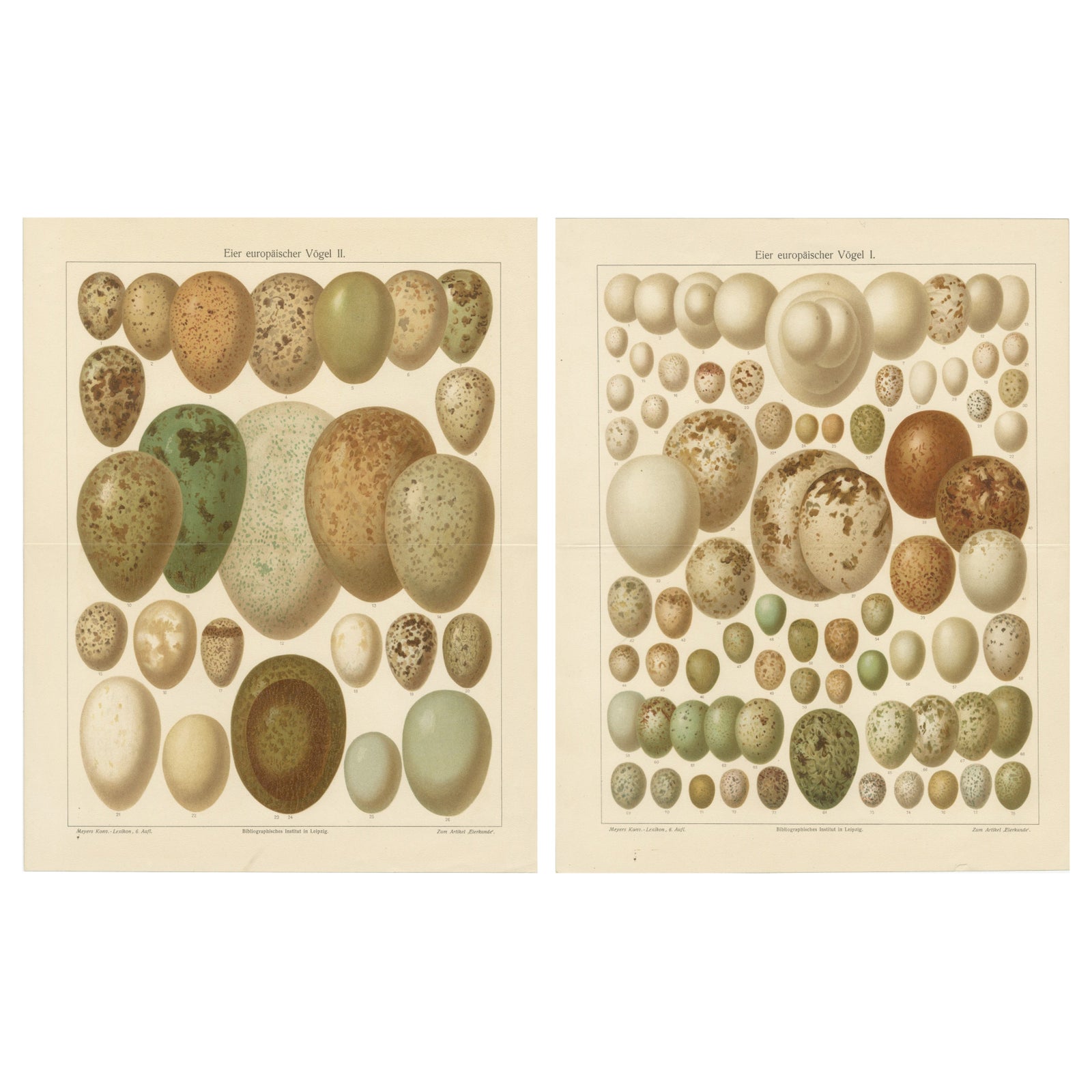 European Bird Eggs Lithographs, Set of Two, Meyers Konversations-Lexikon, 1890s