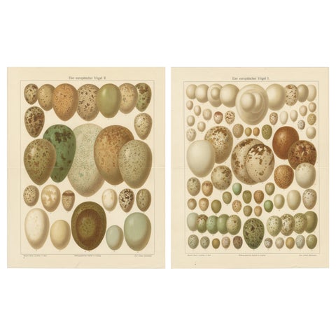 European Bird Eggs Lithographs, Set of Two, Meyers Konversations-Lexikon, 1890s