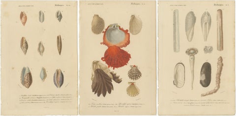Aquatic Elegance: Molluscan Diversity Illustrated and Hand-Colored in 1849, view 5