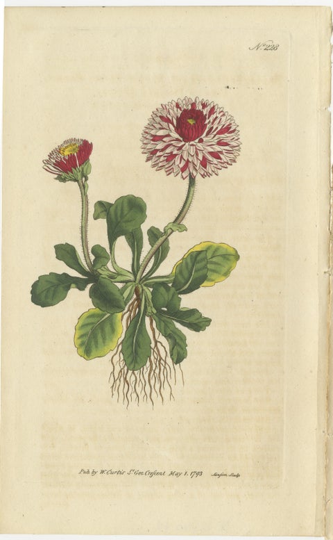 Set of 3 Antique Botany Prints, Flowered Heath, Daisy, Canadian Columbine, view 3