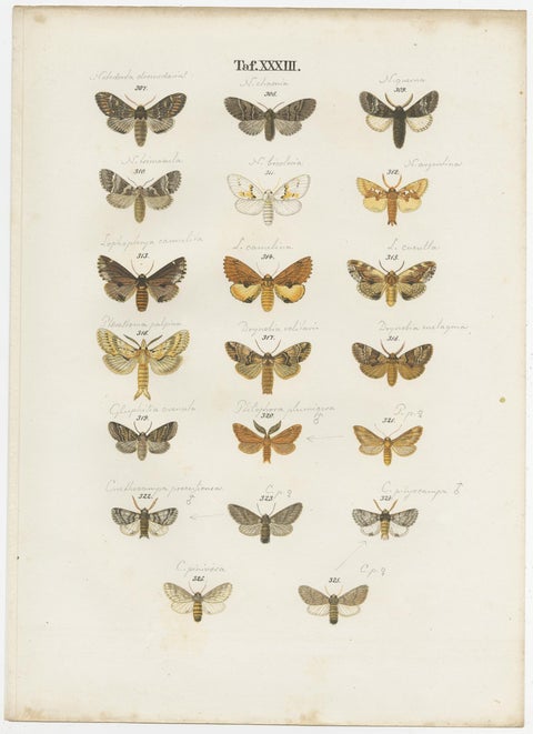 Set of 4 Antique Prints of Various Butterflies and Moths by Ramann, circa 1870, view 3