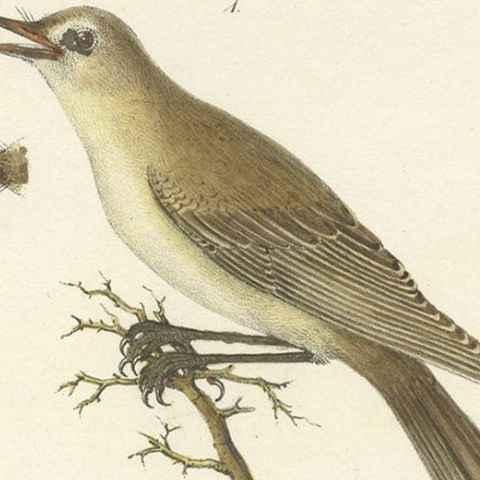 Stunning Handcolored Old Bird Print of the Willow Wren & Icterine Warbler, 1832, close-up 3