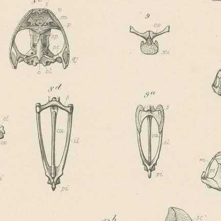 Antique Print of Bones of Various Frog Species, close-up 2
