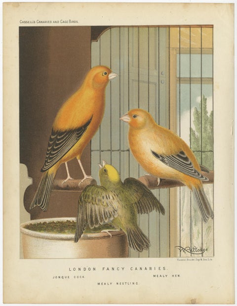 Antique Bird Print of the London Fancy Canaries, circa 1880, view 3